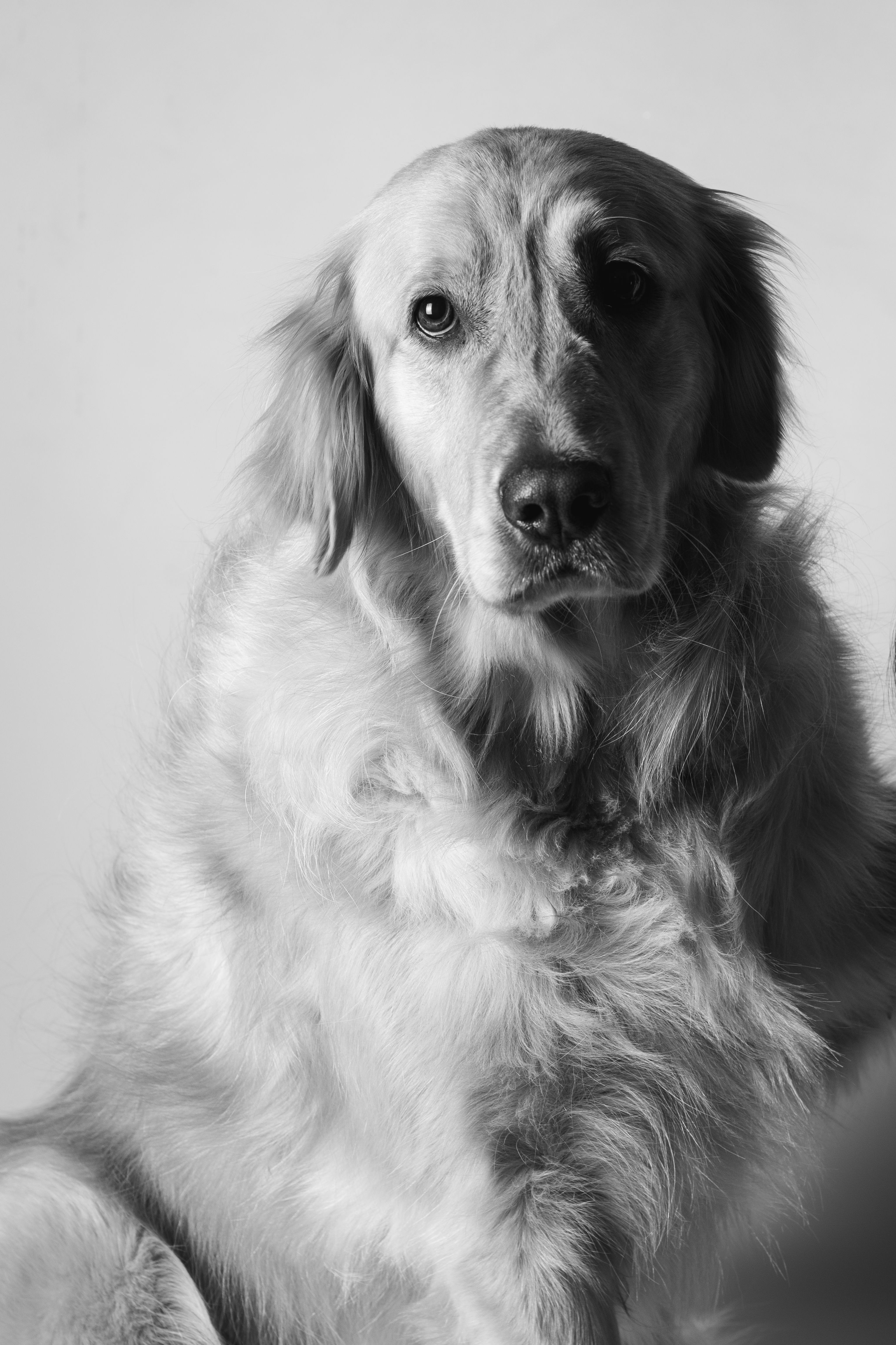 Dogggg